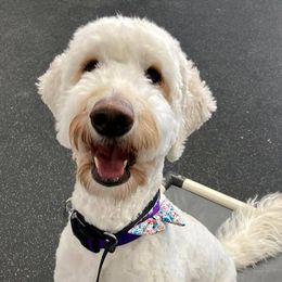 Goldendoodles from Freyja’s Doodles