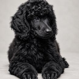 Lucy - Black female Poodle puppy in Spring Hills, Florida from The Olympus Standard Poodle
