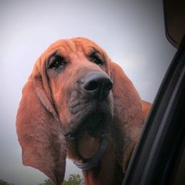 Bloodhounds from Caldwell Holler Kennel