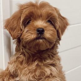 Cavapoos and Goldendoodles from Pedersendoodles