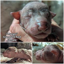 Mango - Red female Xoloitzcuintli puppy in Apple Valley, California from Barefoot Xoloitzcuintle