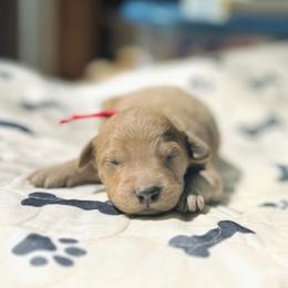 Gimli - Red  male Goldendoodle puppy in Pittsburg, Texas from Grace Springs Goldendoodles