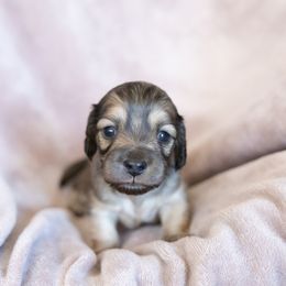 Swiss - Cream female Dachshund puppy in Boswell, Indiana from Golden Moose Homestead