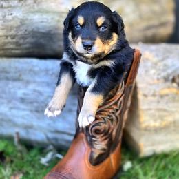 Australian Shepherd Puppies from Steady Aim Aussies