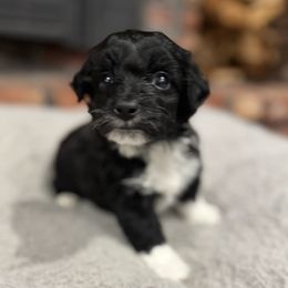 Boy 3 - male Aussiedoodle puppy in Berlin, New Jersey from Shooting Star Mini AussieDoodles