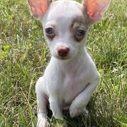 Chihuahuas from My Crzy Chihuahuas