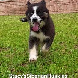 Mj - Black and white female Siberian Husky puppy in Savannah, Georgia from Stacy's Siberian Huskies