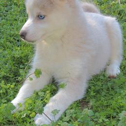Pomsky and Siberian Husky Puppies from Beastly Beauties Huskies & Pomskies