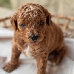 Gator - Red  male Goldendoodle puppy in Riverton, Mississippi from Utah Doodlebug