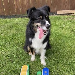 Australian Shepherds from True North Aussies