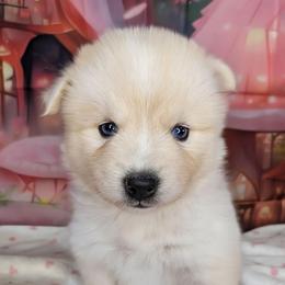 Diamond -2200 - White female Pomsky puppy in Spring Hill, Florida from www.PuppyTimeEmporium.com