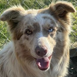 Sassy - Border Collie