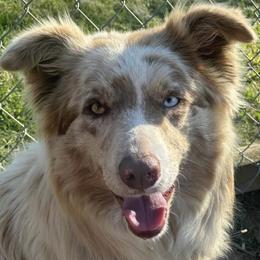 Sassy - Border Collie
