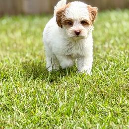 Heath - Caramel cream male Australian Labradoodle puppy in Calhoun, Louisiana from Arrowhead Australian Labradoodles