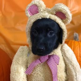 Labrador Retriever Puppies from Harvest Moon Farm