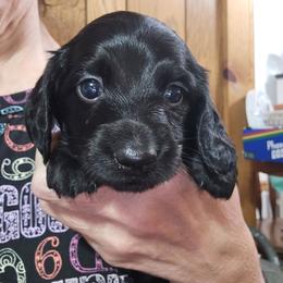 Pepper's solid black boy - Black male Dachshund puppy in Wheatfield, Indiana from Wines Wienery