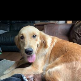 Fern - Golden Retriever