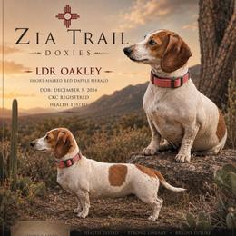 Oakley - Dachshund