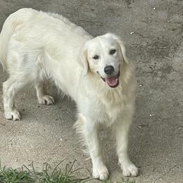 Rita - Golden Retriever
