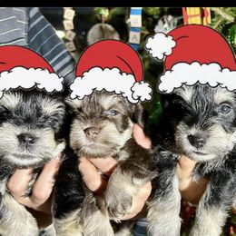 Miniature Schnauzers from Miniature Schnauzers of Delmarva
