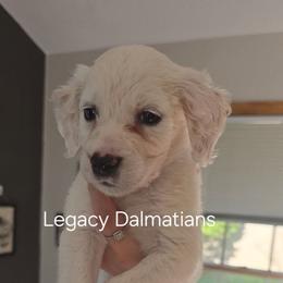 Bliss - White and lemon female Dalmatian puppy in Janesville, Wisconsin from Legacy Dalmatians