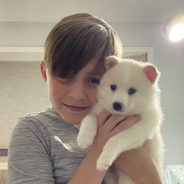 Pomsky Puppies from River Enz Pomskies