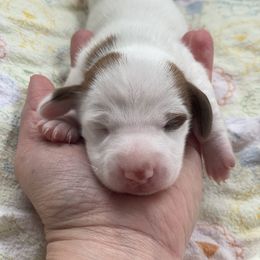 Carson - Chocolate Dachshund puppy in Great Bend, Pennsylvania from Dashing Doxies