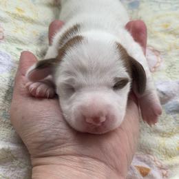Carson - Chocolate Dachshund puppy in Great Bend, Pennsylvania from Dashing Doxies