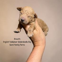 Biscuits English Teddybear - Apricot male Goldendoodle puppy in Grove, Oklahoma from Guinn Family Farms
