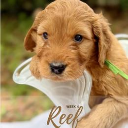 Mr. Reef - Red  male Goldendoodle puppy in Pensacola, Florida from Ruby Pupper Doodles