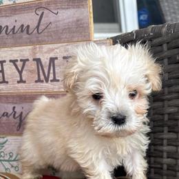 Dill - Wheaten male Miniature Schnauzer puppy in Hemet, California from Journee Home Mini Schnauzers