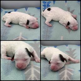 Girl 3 - Parti female Poodle puppy in Wheatland, California from Sapphire Ridge Poodles
