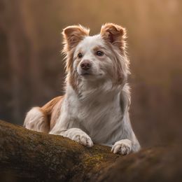 Border Collies from Bellamour Border Collies