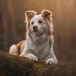 Border Collies from Bellamour Border Collies