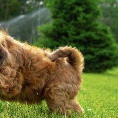 Whoodles from My Whoodle