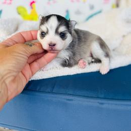 America - Blue female Pomsky puppy in Yavapai County, Arizona from Pawsh Pomskies