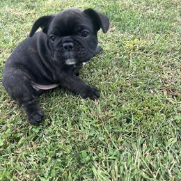 Bingo - Black and white female French Bulldog puppy in Nora Springs, Iowa from Summit View Frenchies
