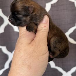 Girl 2 - Orange sable female Pomeranian puppy in Newport Beach, California from Exotic City Pomeranians and chihuahuas