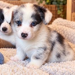 Dusty - Blue merle and white male Cardigan Welsh Corgi puppy in Kerens, West Virginia from Leather & Lace