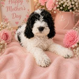Pongo - Black and white male Cockapoo puppy in Miami, Florida from Peshos Cockapoos