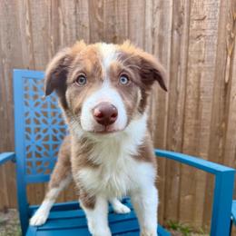 Teddy - White and red male Border Collie puppy in Mckinney, Texas from Border Collies of Ruidoso