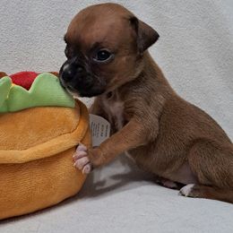 Yellow - Fawn Boxer puppy in Franklin, Georgia from Lakeside Kennels of Franklin