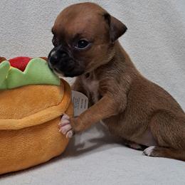 Yellow - Fawn Boxer puppy in Franklin, Georgia from Lakeside Kennels of Franklin