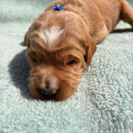 Blue collar boy - Cream male Labradoodle puppy in Pollock Pines, California from Goindoodles