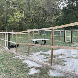 German Shepherd Puppies from Adelheid Shepherds