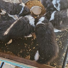 Border Collie Puppies from Royal Kennels Border Collies