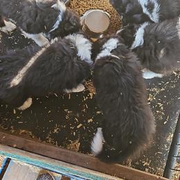 Border Collie Puppies from Royal Kennels Border Collies