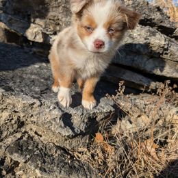 Miniature American Shepherd and Miniature Australian Shepherd Puppies from Trailside Mini Aussies