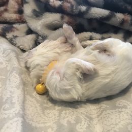 Maltese Puppies from Emotional Amor Support