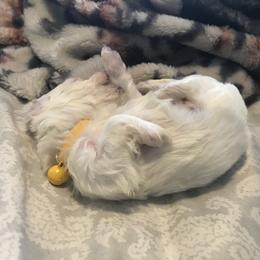 Maltese Puppies from Emotional Amor Support
